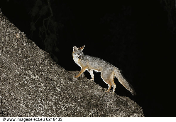 Gray Fox (Urocyon cinereoargenteus)  adult at night climbing Live Oak tree (Quercus virginiana)  Dinero  Lake Corpus Christi  South Texas  USA