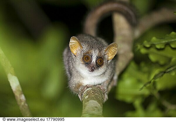 Gray mouse lemur (Microcebus murinus)  Grey Mouse Lemur  Common Mouse Lemur  Common Mouse Lemur  Monkeys  Great Apes  Primates  Mammals  Animals  Grey Mouse Lemur adult  climbing on branch at night