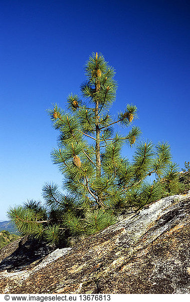Gray Pine (Pinus sabineana). A California endemic  the Gray Pine can be identified by its huge female cones  its long flexible needles in bundles of 3  and its California distribution. Coulter Pine is closely related to Gray Pine but can be recognized by its blue-green needles and its distribution  which is limited to small areas of southern California. Santa Lucia Mountains  California.