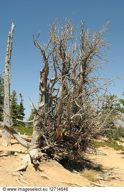 Great Basin bristlecone pine (Pinus longaeva) is a coniferous tree very long-lived (more than 5 000 years). Dead specimen. Is native to California  Nevada and Utah. Thys photo was taken in Bryce Canyon National Park  Utah  USA.