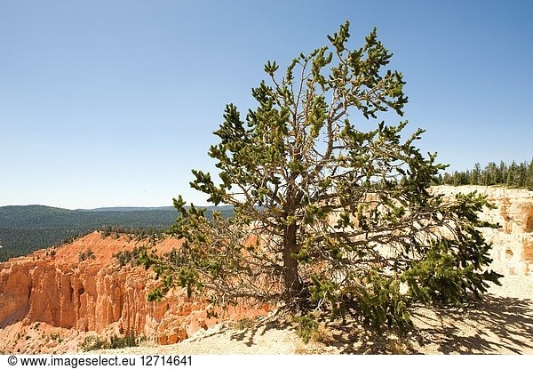 Great Basin bristlecone pine (Pinus longaeva) is a coniferous tree very long-lived (more than 5 000 years). Is native to California  Nevada and Utah. Thys photo was taken in Bryce Canyon National Park  Utah  USA.