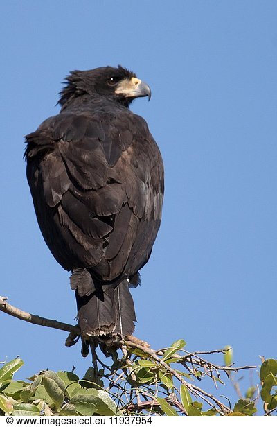 Great Black Hawk (Buteogallus urubitinga) Pantanal  Brazil.