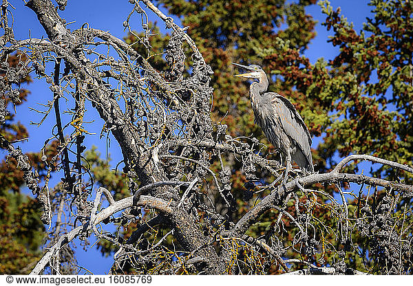 Great Blue Heron (Ardea herodias) immature screaming on a branch in a coniferous forest in autumn  Chilcotin Mountains  Rocky Mountains  British Columbia  Canada