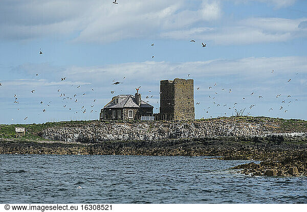 Great Britain  England  Northumberland  Farne Islands  puffins and common murres