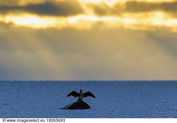 Great cormorant  great black cormorant (Phalacrocorax carbo) juvenile perched on rock in sea and drying its wings during sunset in autumn