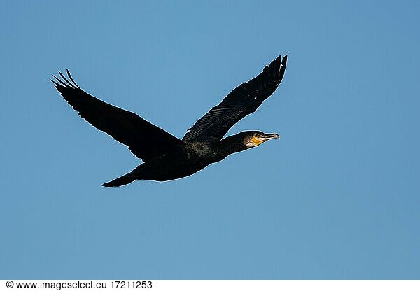 Great Cormorant (Phalacrocorax carbo) in flight  Devon  England  Great Britain