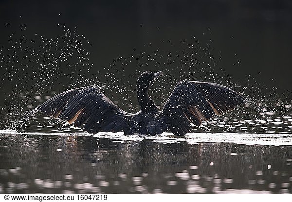 Great cormorant (Phalacrocorax carbo) takes off with open wings from the water  Bavaria  Germany  Europe