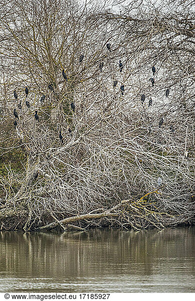 Great cormorants (Phalacrocorax carbo) at rest in winter  in a tree on the banks of the Petit-Rh?ne  Camargue  France