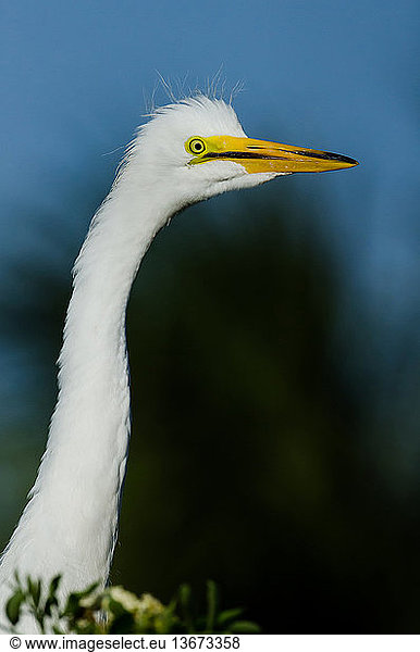 Great Egret (Ardea alba) chick  Gatorland  Florida.