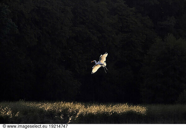 Great egret (Ardea alba) flying at night