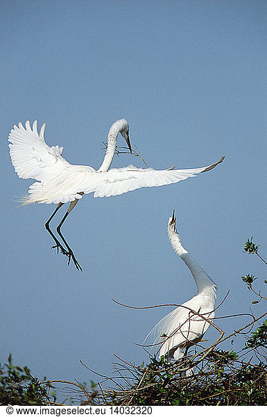 Great egret courtship
