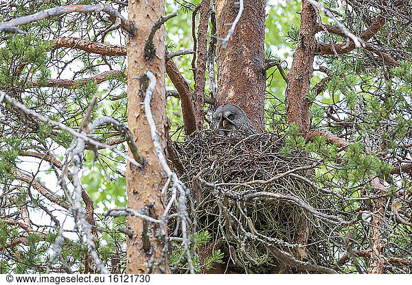 Great Grey Owl (Strix nebulosa) female on her nest  in a forest  Finland