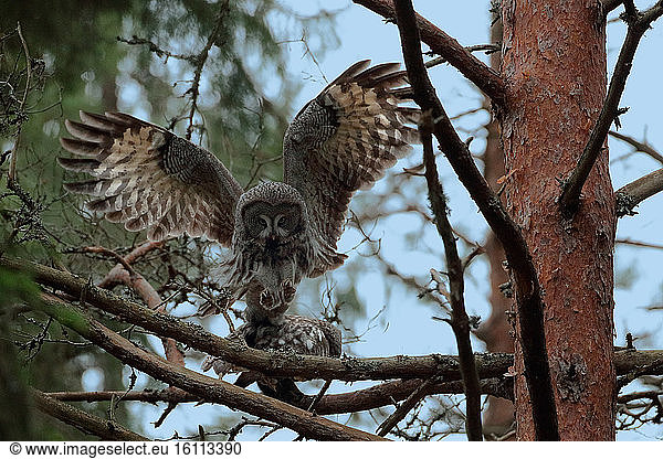 Great Grey Owl (Strix nebulosa) mating on a branch  Sweden.