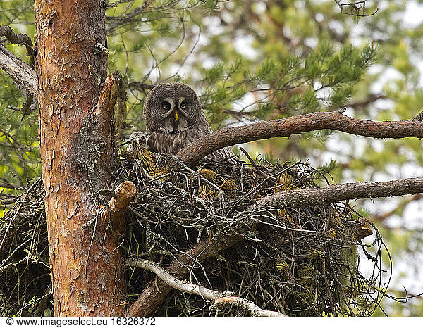 Great grey owl  Strix nebulosa  with chick in nest