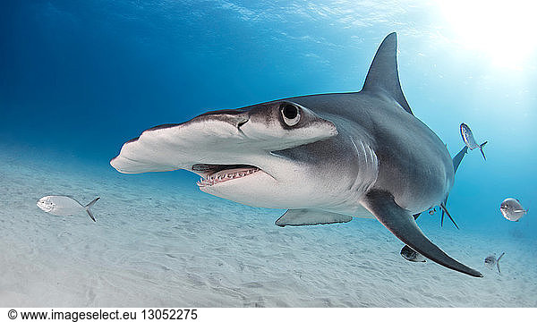 Great Hammerhead shark  Alice Town  Bimini  Bahamas