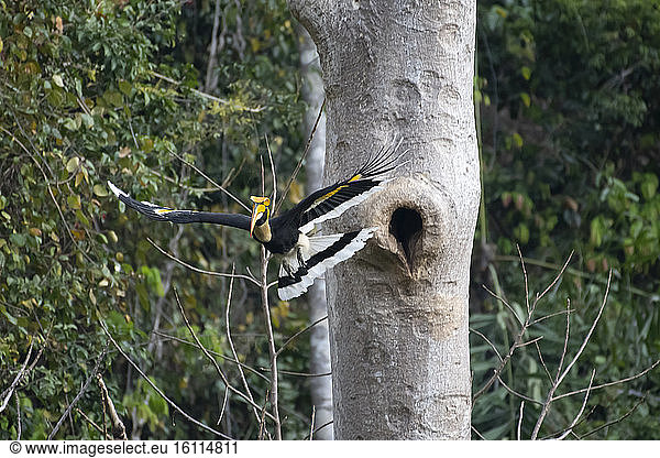 Great Hornbill (Buceros bicornis) male in flight after feeding the female Tongbiguan Yunnan China