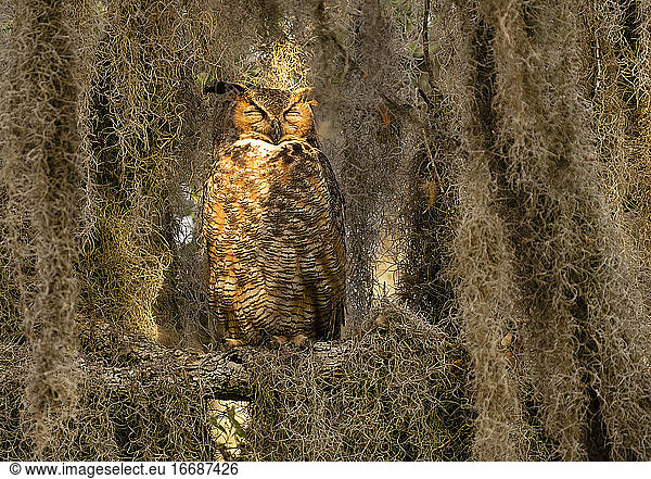 Great Horned Owl Sleeping in Tree Covered With Spanish Moss