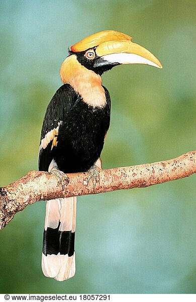 Great Indian Hornbill  fe male  Doppelhornvogel (Buceros bicornis)  weiblich (Nashornvoegel) (hornbills) (Vogel) (Vögel) (birds) (asia) (Tiere) (animals) (außen) (outdoor) (Ast) (adult) (black) (black)