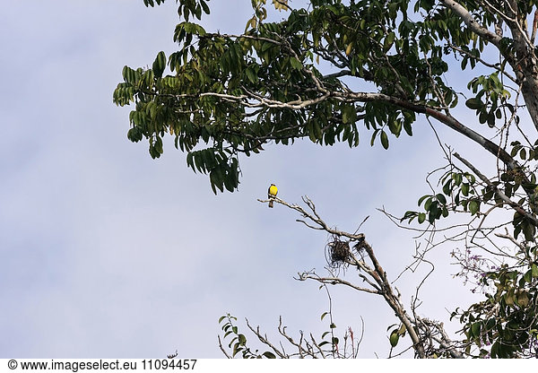 Great Kiskadee (Pitangus sulphuratus) perching on branch of tree  Orinoco Delta  Venezuela