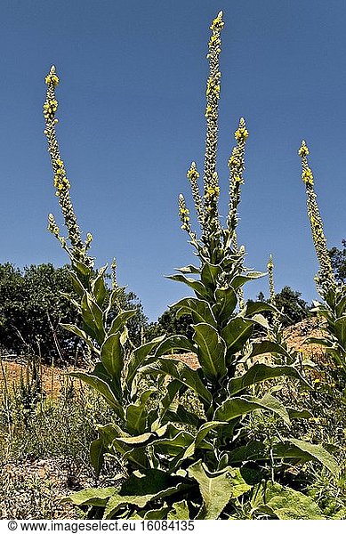 Great mullein (Verbascum thapsus) in bloom. Species used in popular medicine. Poisonous plant for fishes. Montsec d'Ares. Pallars Jussa. Lleida. Pyrenees. Catalunya. Spain.