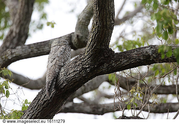 Great Potoo (Nyctibius grandis) on a branch  Pantanal  Brazil