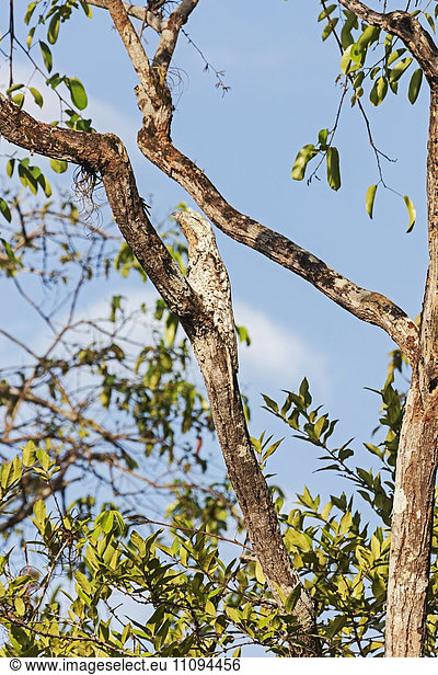 Great potoo (Nyctibius grandis) perching on tree branch  Orinoco Delta  Venezuela