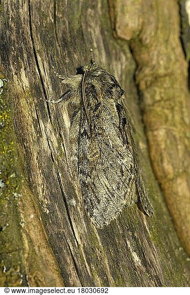 Great Prominent Moth (Peridea anceps) adult  camouflaged on bark  Oxfordshire  England  United Kingdom  Europe