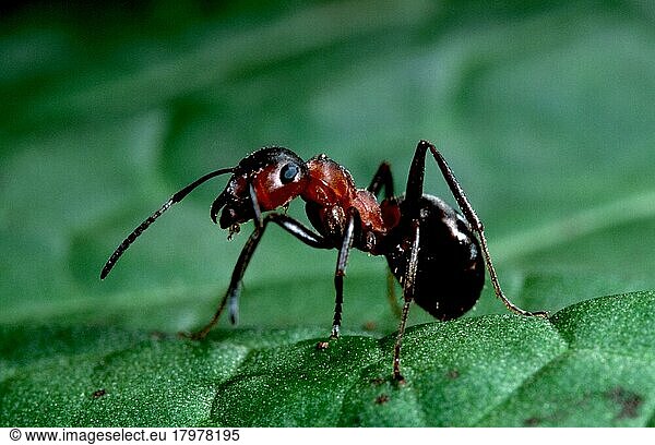 Great Red Wood Ant (Formica rufa)  ant  ants