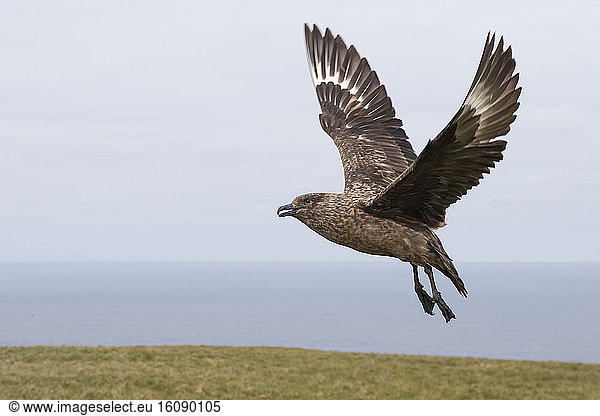 Great skua (Stercorarius skua) Skua in flight  Shetland  Spring