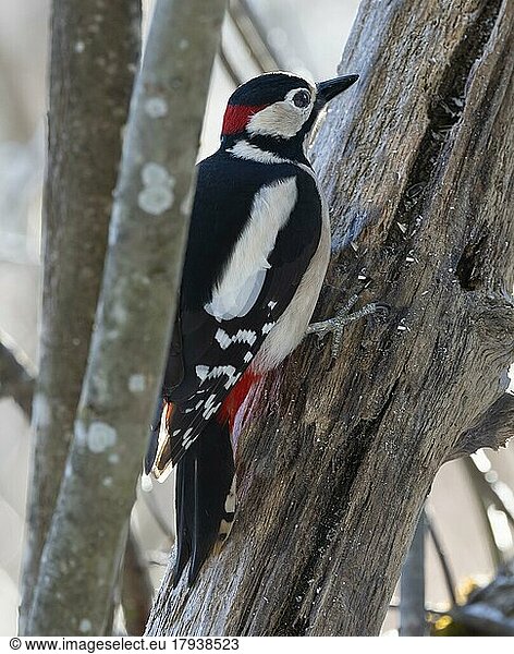 Great spotted woodpecker (Dendrocopos major) male foraging for food