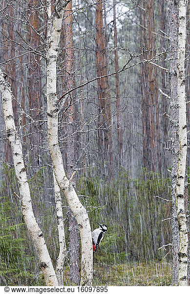 Great Spotted Woodpecker (Dendrocopos major) male on a trunk  Kajaani  Kuhmo area  Finland