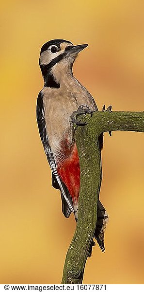Great spotted woodpecker (Dendrocopos major) Male perch on a branch  England  winter