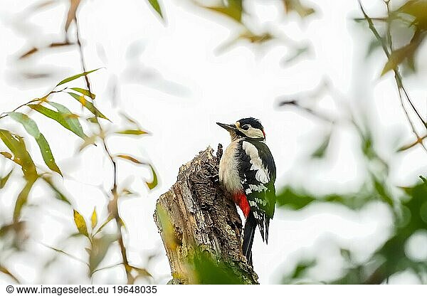 Great spotted woodpecker (Dendrocopos major) on deadwood  autumnal ambience  Hesse  Germany  Europe