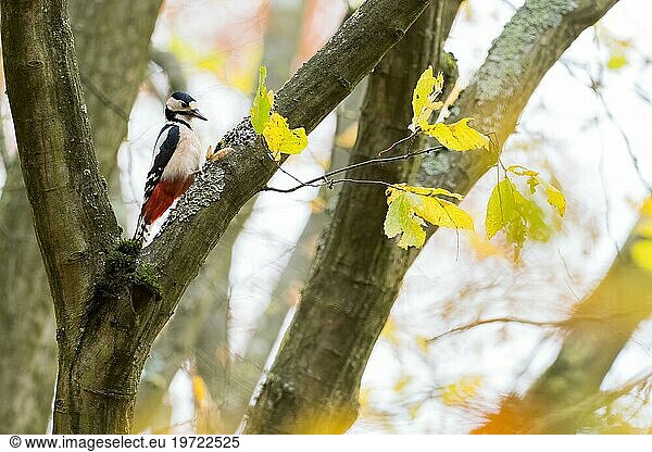 Great spotted woodpecker (Dendrocopos major)  sitting in a branch fork  autumnal ambience  Hesse  Germany  Europe