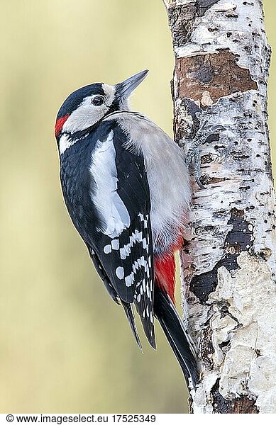 Great spotted woodpecker (Picoides major)  sitting on a tree trunk  Terfens  Tyrol  Austria  Europe