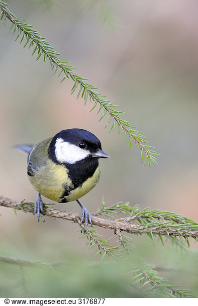 Great tit on a branch  Sweden.