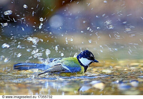 Great tit (Parus major) bathing in shallow water  Hesse  Germany  Europe