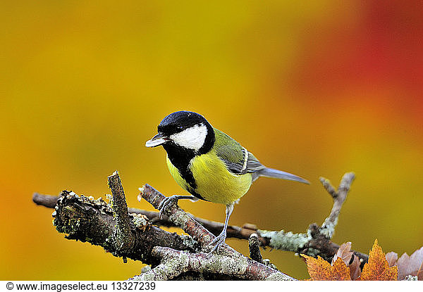 Great Tit posed with a seed in the beak France
