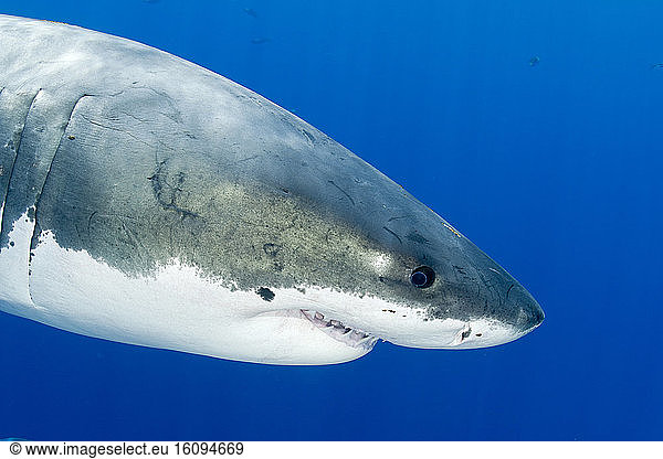 Great white shark Great white shark, Carcharodon carcharias, vulnerable ...