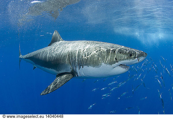 Great White Shark Great White Shark,carcharodon,chordata,eastern ...