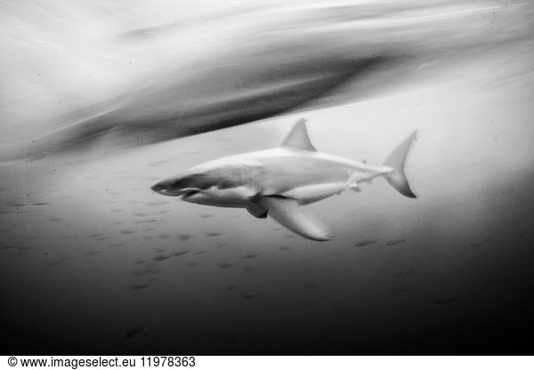 Great white shark (carcharodon carcharias) shot at slow shutter speed  Guadalupe  Mexico