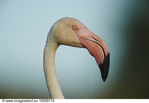 Greater Flamingo (Phoenicopterus roseus)  animal portrait  Saintes-Maries-de-la-Mer  Parc Naturel Regional de Camargue  Camargue  France  Europe