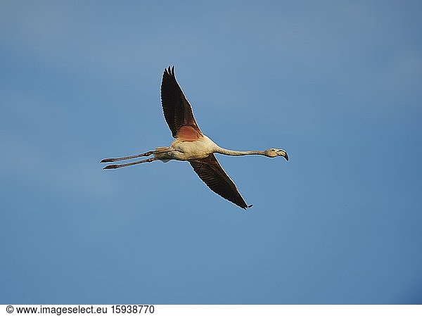 Greater Flamingo (Phoenicopterus roseus) in flight  Parc Naturel Regional de Camargue  Camargue  France  Europe