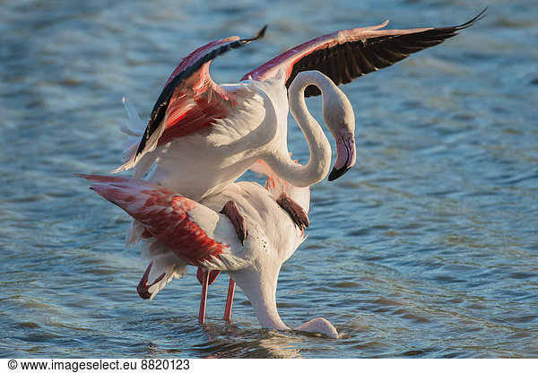 Pair Mating Un Total De Photos Seite 11 A Imageselect Banque De Photos Et Images De Microstock