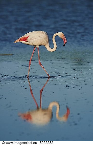 Greater Flamingo (Phoenicopterus roseus) walking in water  Saintes-Maries-de-la-Mer  Parc Naturel Regional de Camargue  Camargue  France  Europe
