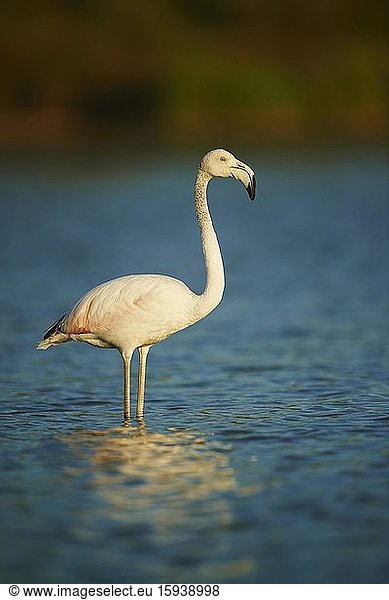 Greater Flamingo (Phoenicopterus roseus)  young animal standing in water  Parc Naturel Regional de Camargue  Camargue  France  Europe
