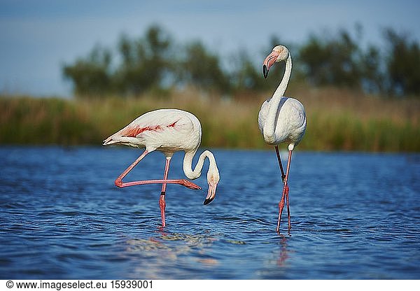 Greater Flamingos (Phoenicopterus roseus)  adults standing in water  Saintes-Maries-de-la-Mer  Parc Naturel Regional de Camargue  Camargue  France  Europe