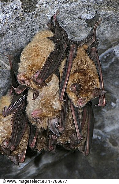 Greater greater horseshoe bat (Rhinolophus ferrumequinum) adults  group roosting  sleeping in cave  Italy  spring  Europe