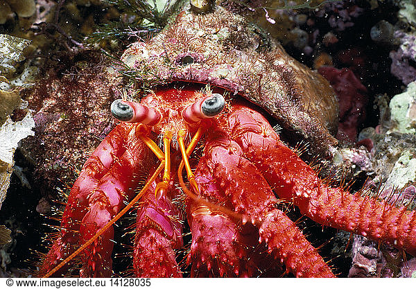 Greater Hermit Crab