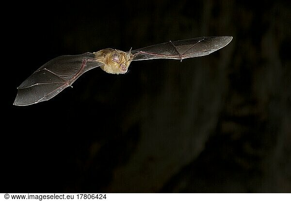 Greater horseshoe bat (Rhinolophus ferrumequinum) in flight  Bulgaria  Europe